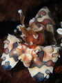   Harlequin Shrimp  